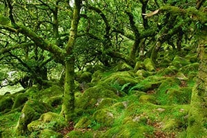 Dartmoor 1